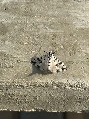 Conchylodes diphteralis
