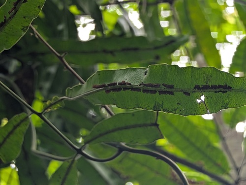 Salpichlaena volubilis, 2026-09-15