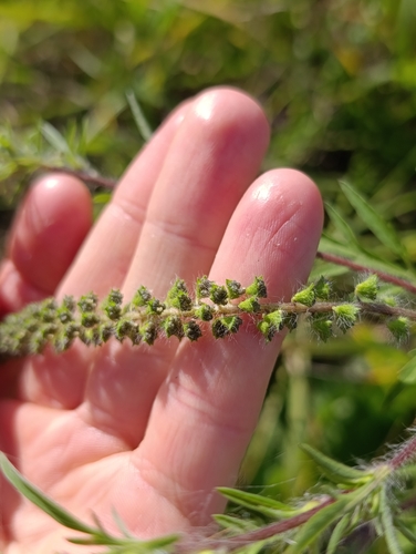 Ambrosia artemisiifolia, photograph 3
