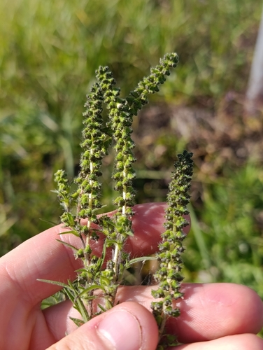 Ambrosia artemisiifolia, photograph 4