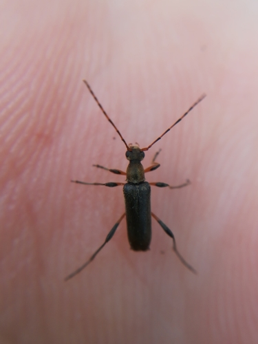 Common grammoptera photo 4