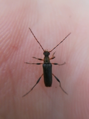 Grammoptera ruficornis
