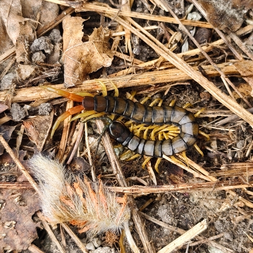 Mediterranean Banded Centipede