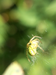 Araniella opisthographa