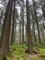 Picea sitchensis, photograph author not stated, no rights reserved