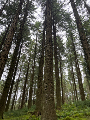 Picea sitchensis, photograph 2