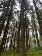 Picea sitchensis, photograph author not stated, no rights reserved