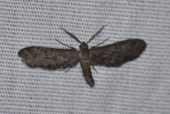 Glaucina erroraria