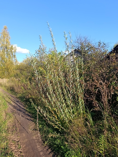 Salix purpurea
