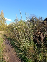 Salix purpurea