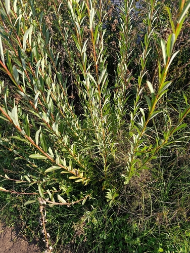 Salix purpurea, photograph 2