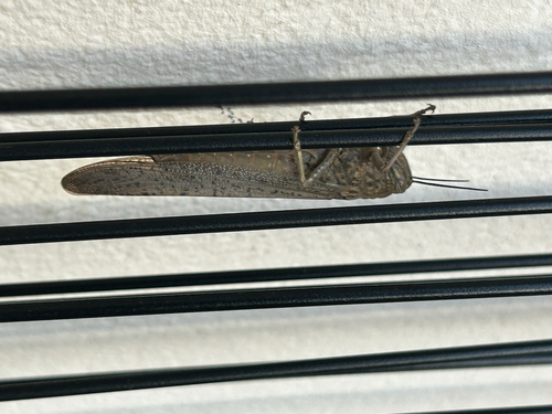 Egyptian Bird Grasshopper
