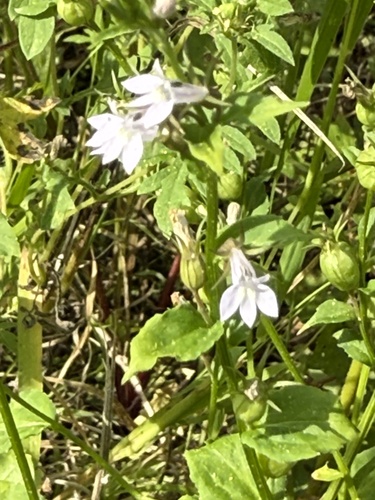 Lobelia inflata, photograph 2