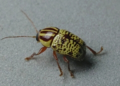 Cryptocephalus duryi