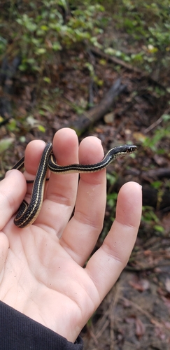 Western Ribbon Snake