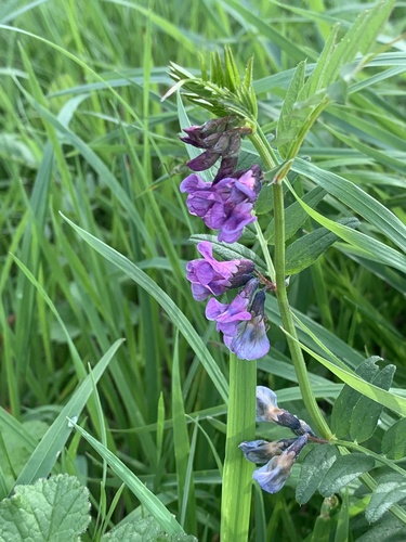 Vicia sepium, photograph 4