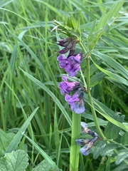 Vicia sepium, photograph author not stated, no rights reserved