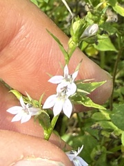 Lobelia inflata, photograph (c) Stephanie McFarlane, some rights reserved (CC BY)