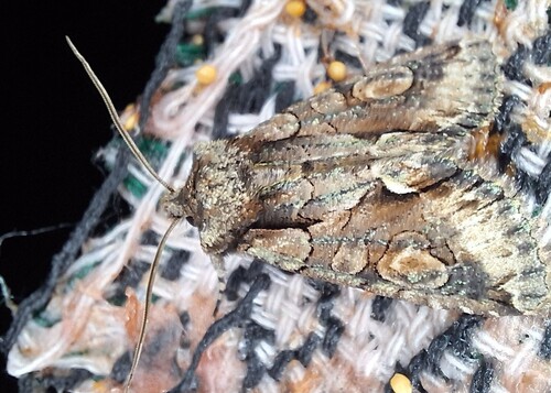 Green-brindled Crescent