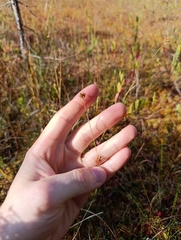 Rhynchospora alba