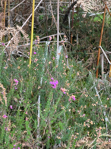 Erica cinerea, photograph 1