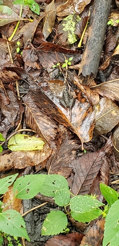 Blanchard's Cricket Frog