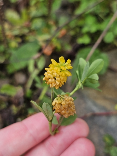 Trifolium aureum, photograph 1