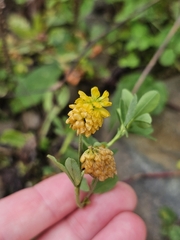 Trifolium aureum