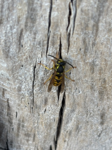German Yellowjacket
