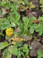 Trifolium aureum, photograph (c) Анна, some rights reserved (CC BY)
