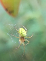 Araniella opisthographa