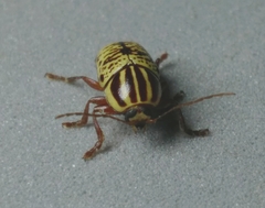 Cryptocephalus duryi