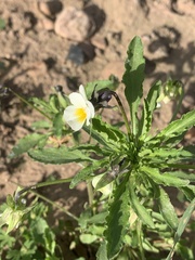 Viola arvensis