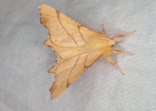 September Thorn
