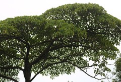 Hymenodictyon obovatum