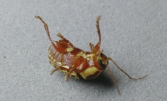 Cryptocephalus duryi