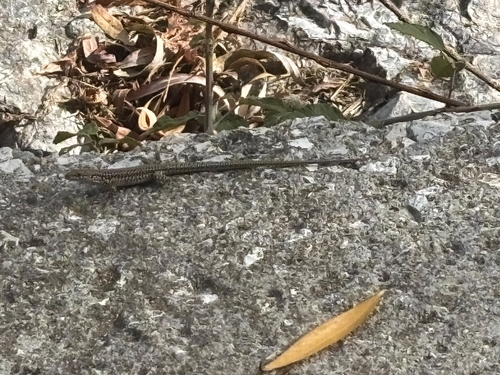 Green Iberian Wall Lizard