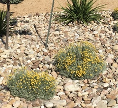 Santolina chamaecyparissus