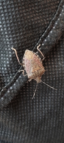 Brown Marmorated Stink Bug