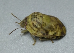 Brailovskylus mexicanus