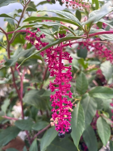 American pokeweed
