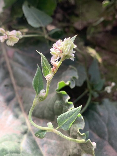 Fallopia convolvulus