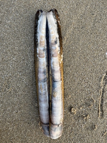 Ensis siliqua observed 2026-09-26