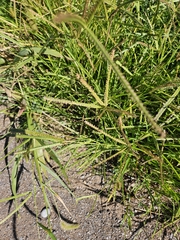 Eleusine indica, photograph author not stated, no rights reserved