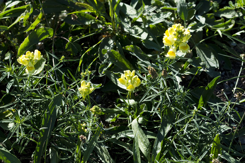 common toadflax