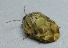 Brailovskylus mexicanus