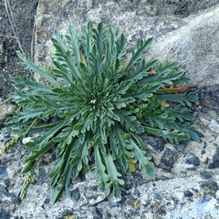 Plantago coronopus, photograph (c) Adam Leigh, some rights reserved (CC BY)