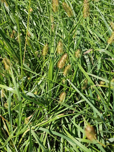 Setaria pumila, photograph 6