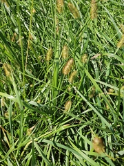Setaria pumila, photograph author not stated, no rights reserved