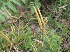 Lycopodium clavatum, photograph (c) Bobo-X, some rights reserved (CC BY)